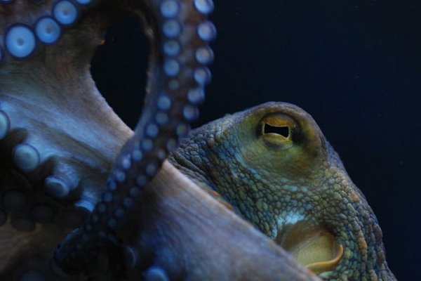 Kraken 17 at net