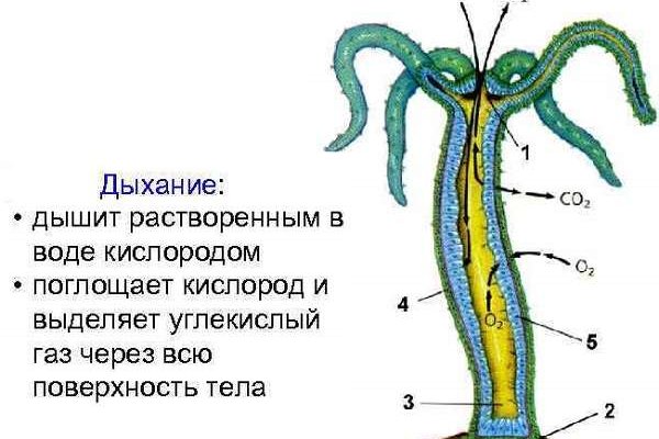 Kraken сайт зеркала