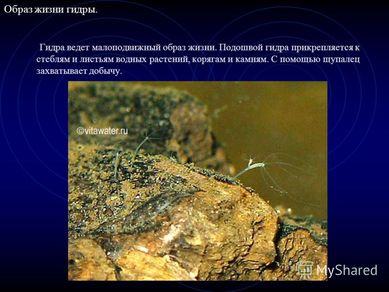 Что такое кракен маркетплейс курительный смесс