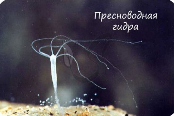 Kraken официальный сайт вход